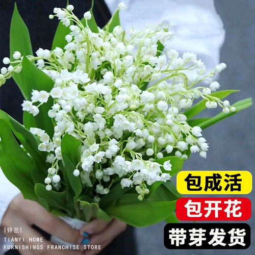 带芽铃兰花苗盆栽耐寒室内外阳台花卉植物好养活浓香铃兰花苗种球 - 图0