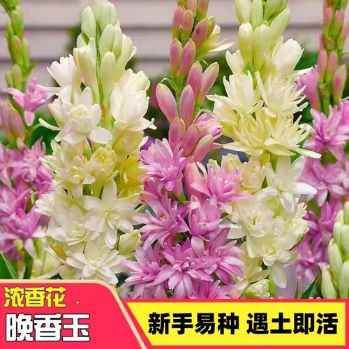 浓香型晚香玉种球重瓣带芽多年生室内室外耐寒好养活花卉盆栽球根 - 图1