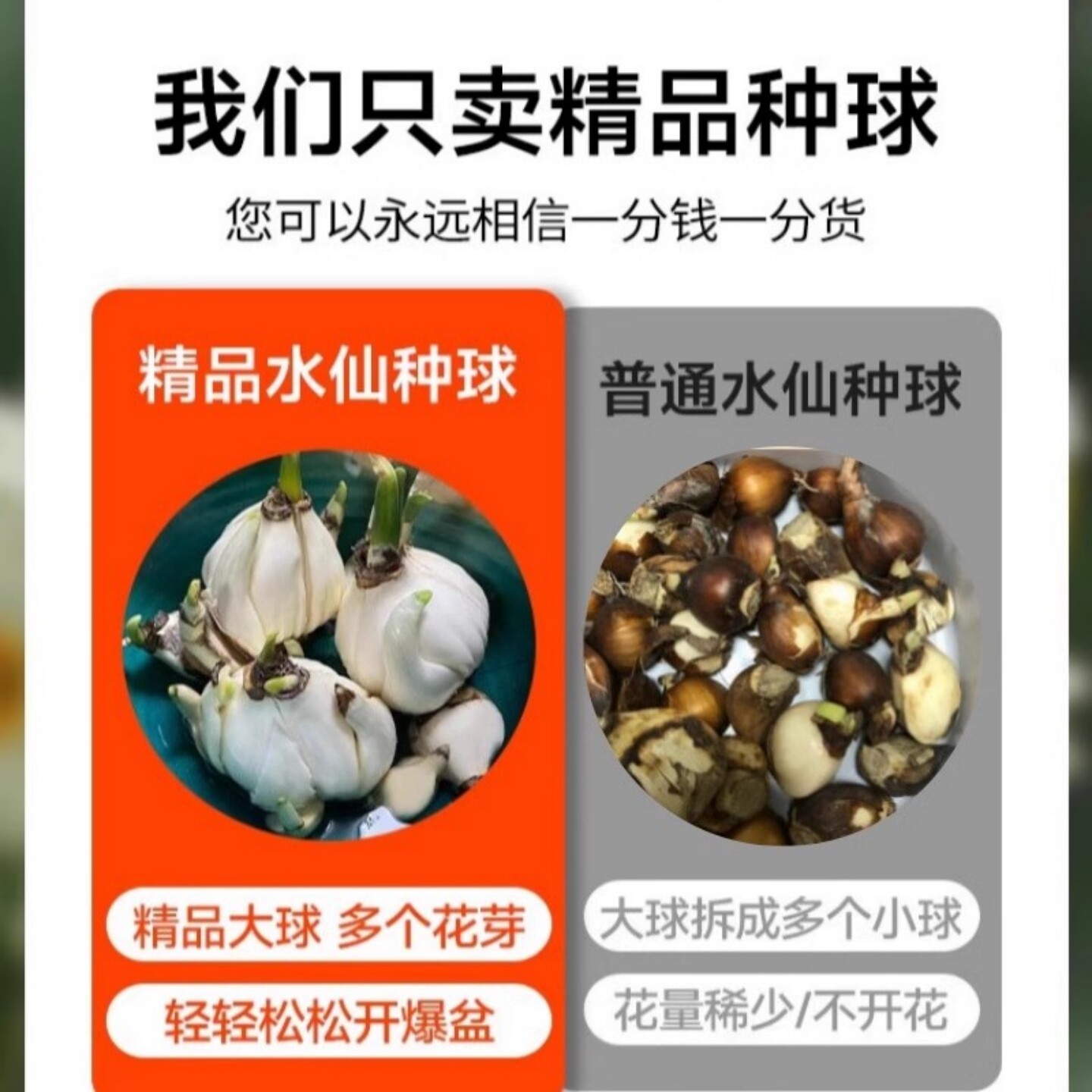 水仙花种球耐寒花卉水培植物阳台室内外好养活漳州水仙花盆栽水养,淘宝优惠券,粉丝福利购,淘宝优惠卷