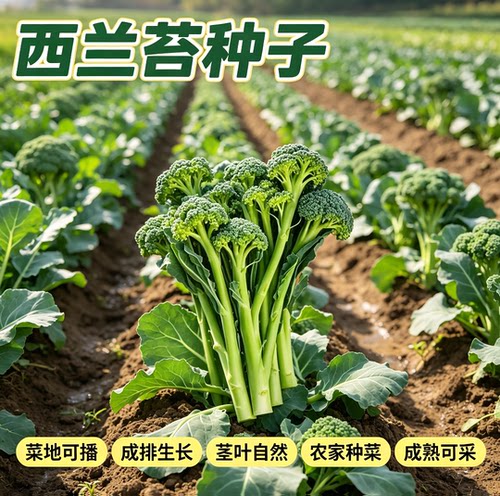 【今年新种】美味西兰苔种子营养西兰花菜种子抽苔花菜苔 - 图0