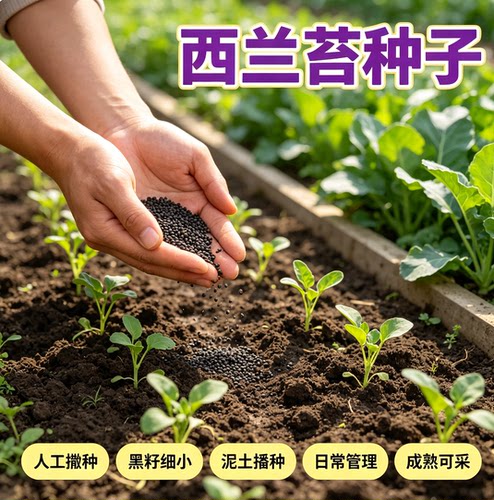 【今年新种】美味西兰苔种子营养西兰花菜种子抽苔花菜苔 - 图2