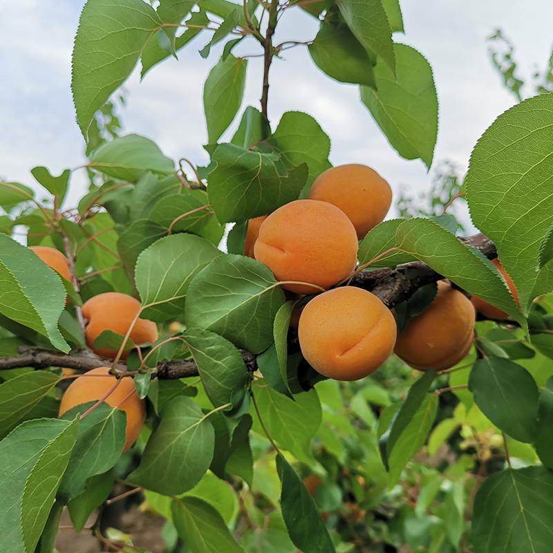 新货现摘杏子新鲜水果整箱黄杏应当季酸甜脆杏整箱大果青蜜杏包邮,淘宝优惠券,粉丝福利购,淘宝优惠卷