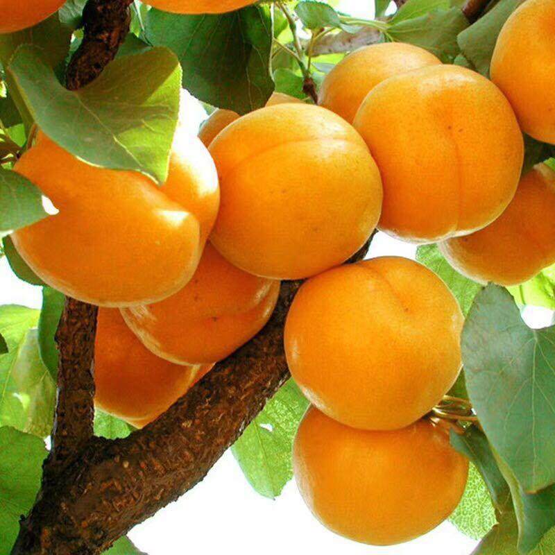 新货杏子新鲜大黄杏水果当应季5斤整箱现摘金太阳杏酸甜水果包邮,淘宝优惠券,粉丝福利购,淘宝优惠卷