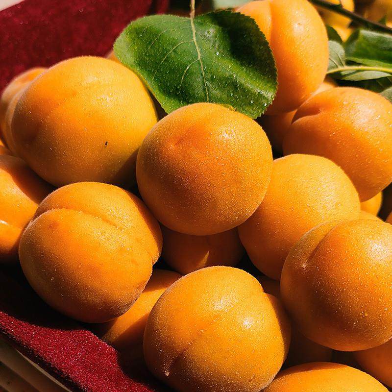 新货现摘杏子新鲜水果整箱黄杏应当季酸甜脆杏整箱大果青蜜杏包邮,淘宝优惠券,粉丝福利购,淘宝优惠卷