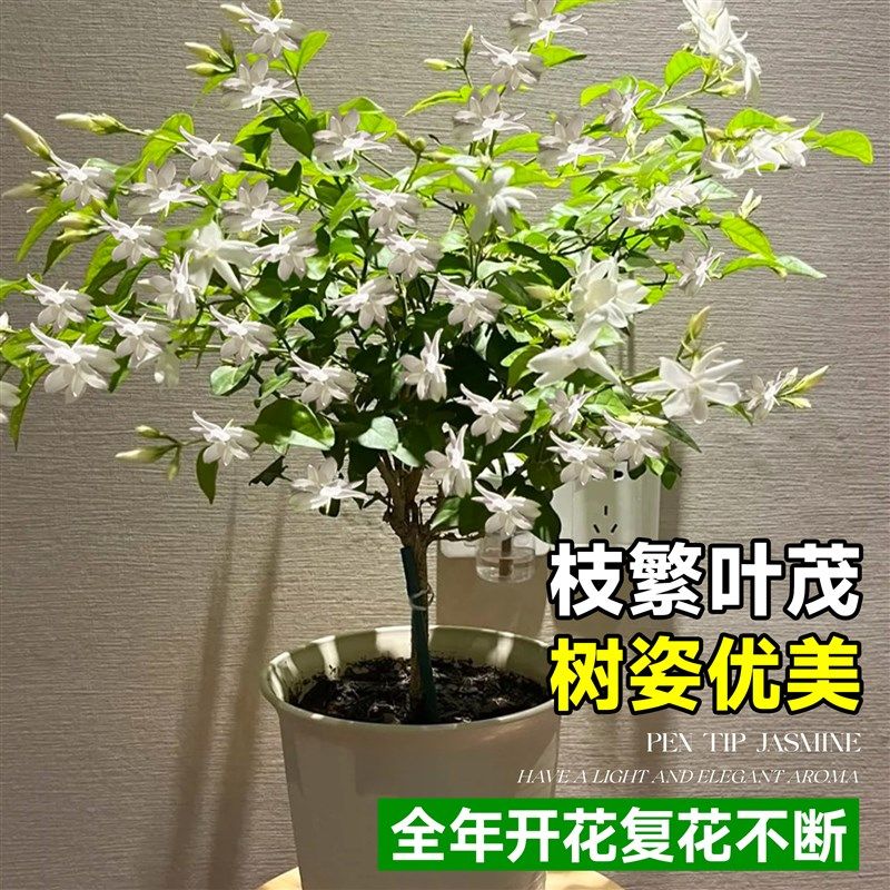 单瓣笔尖茉莉老桩独杆重瓣茉莉花带花苞花苗好养四季开花绿植盆栽,淘宝优惠券,粉丝福利购,淘宝优惠卷