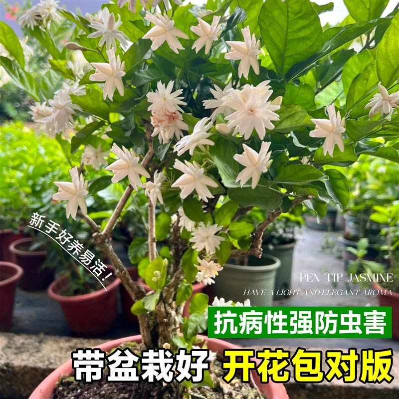 单瓣笔尖茉莉老桩独杆重瓣茉莉花带花苞花苗好养四季开花绿植盆栽,淘宝优惠券,粉丝福利购,淘宝优惠卷