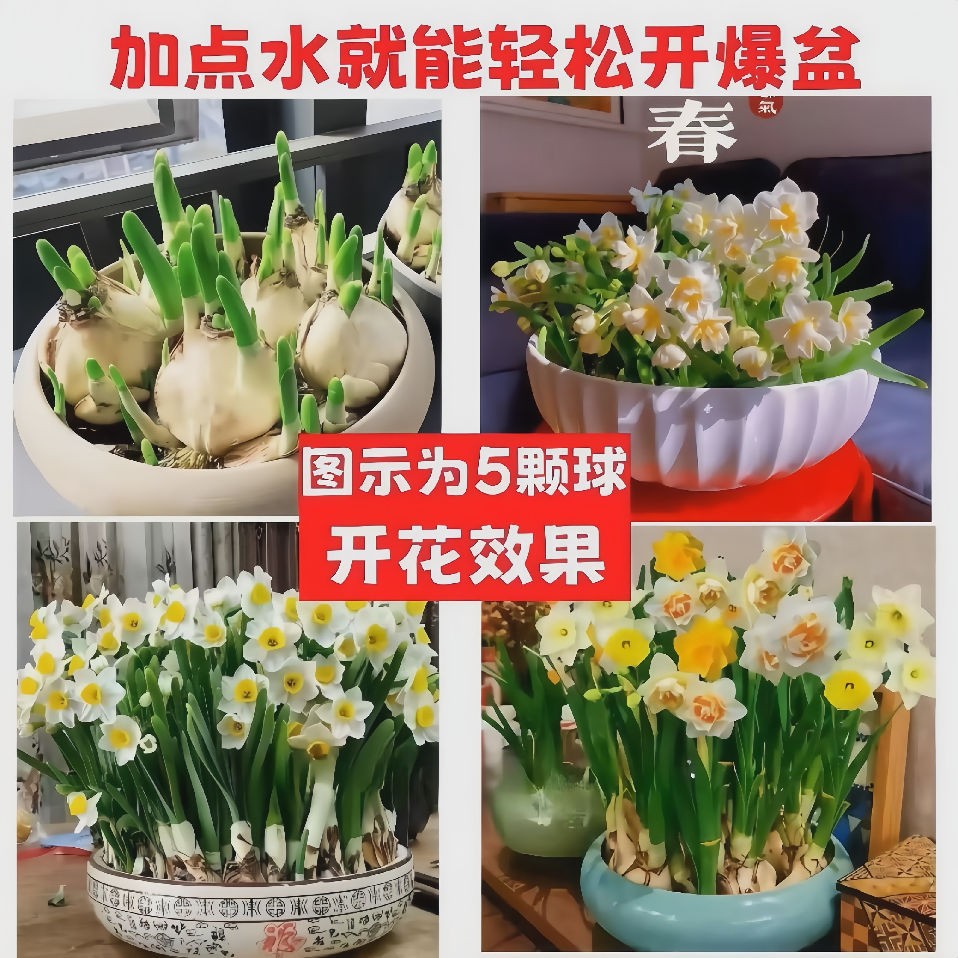 水仙花种球漳州重瓣水养盆栽冬季开花卉植物室内种子绿植水培好养,淘宝优惠券,粉丝福利购,淘宝优惠卷