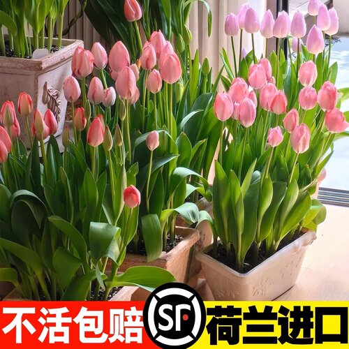 进口郁金香种球五5度球地栽100个批发种子混色水培植物室内花盆栽 - 图3