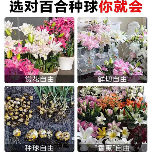 香水百合种球黄天霸特大百合种植苗盆栽花卉绿植耐寒好养易活 - 图3