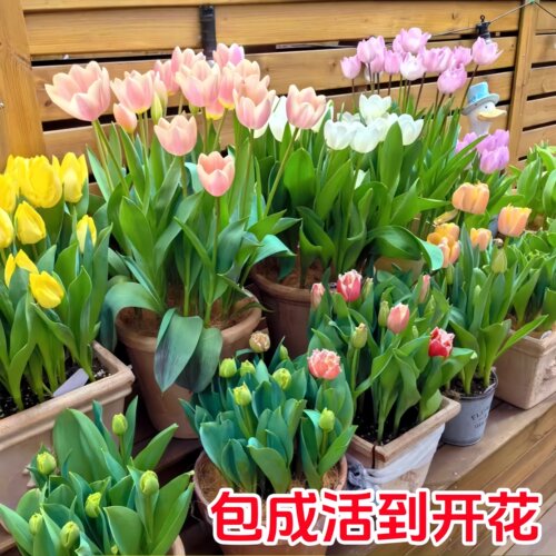 进口郁金香种球5度球自然球耐寒庭院地栽阳台盆栽可水培土培植物 - 图1
