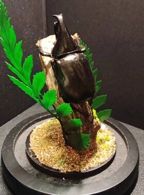 森林力士甲虫长牙标本大兜虫真昆虫生态微景观小众男士礼物玻璃罩
