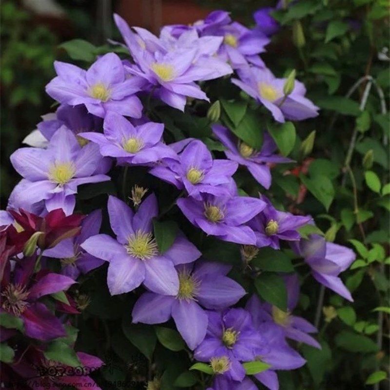 塞尚铁线莲盆栽紫色蓝色耐热爬藤植物小中大苗耐热藤本大花花卉,淘宝优惠券,粉丝福利购,淘宝优惠卷