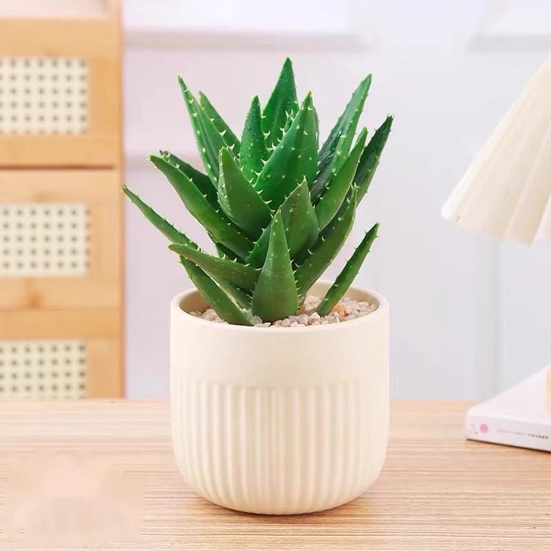 芦荟盆栽室内绿植办公室多肉植物好养,淘宝优惠券,粉丝福利购,淘宝优惠卷