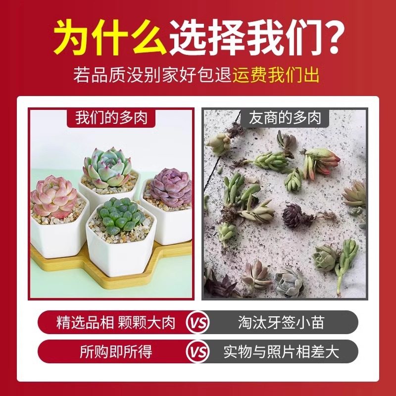 蓝镜多肉植物玉露高端花卉办公室内冷门懒人桌面稀有小带盆栽蓝色,淘宝优惠券,粉丝福利购,淘宝优惠卷