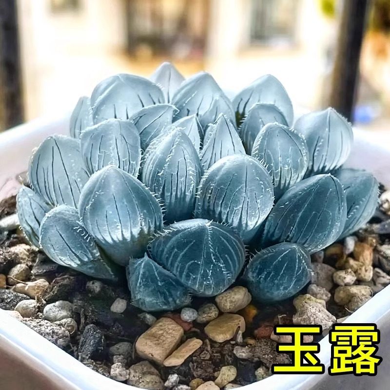 蓝镜多肉植物玉露高端花卉办公室内冷门懒人桌面稀有小带盆栽蓝色,淘宝优惠券,粉丝福利购,淘宝优惠卷