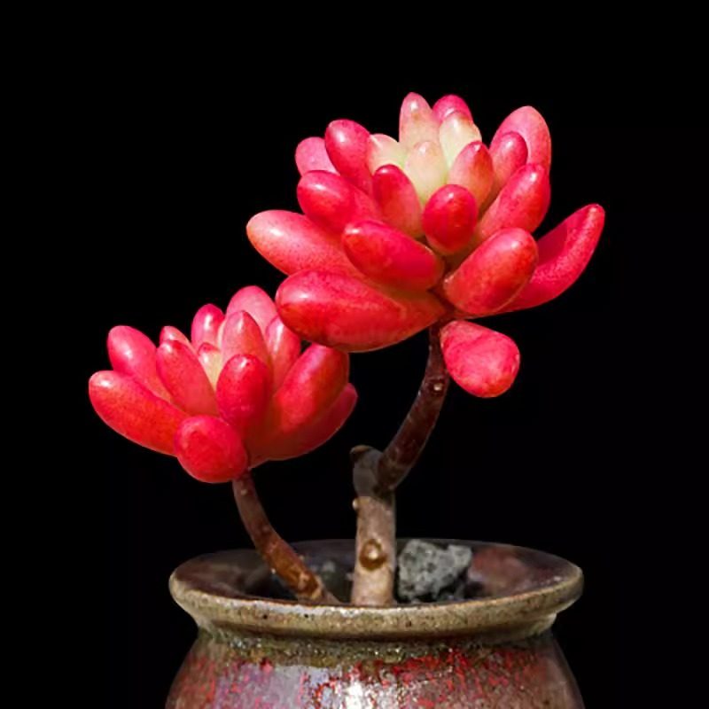 转运珠老桩多肉植物盆栽新手好养肉肉多头老桩组合室内花卉盆栽,淘宝优惠券,粉丝福利购,淘宝优惠卷