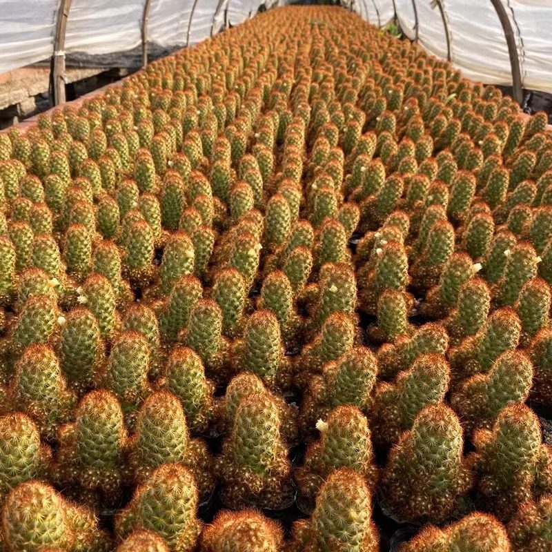 金手指仙人指多肉植物办公室内肉肉桌面绿植花卉盆栽,淘宝优惠券,粉丝福利购,淘宝优惠卷