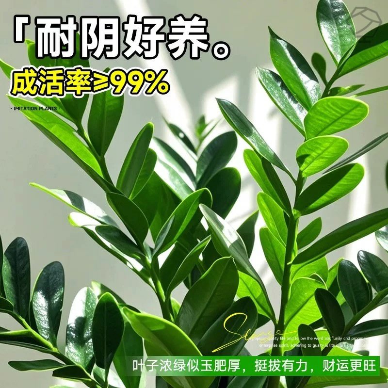 金钱树盆栽办公室内桌面盆景客厅大型招财树绿植摇钱串子好养植物,淘宝优惠券,粉丝福利购,淘宝优惠卷