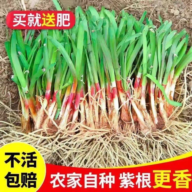 现挖韭菜根庭院阳台四季盆栽菜园紫根韭菜根易种植宽细叶香韭菜根,淘宝优惠券,粉丝福利购,淘宝优惠卷