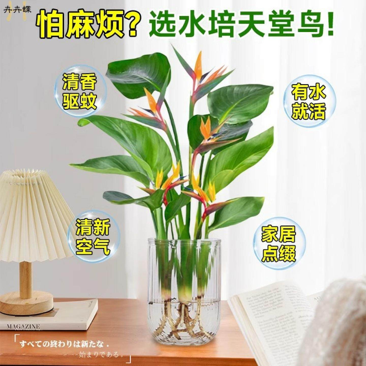 天堂鸟水培植物盆栽室内鹤望兰耐阴好养桌摆净化空气四季常青花卉,淘宝优惠券,粉丝福利购,淘宝优惠卷