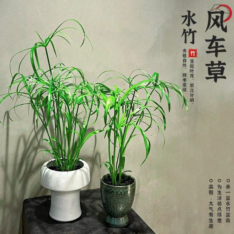 水竹风车草水生水培植物盆栽绿植龟水竹水棕竹鱼缸池塘造景旱伞草,淘宝优惠券,粉丝福利购,淘宝优惠卷