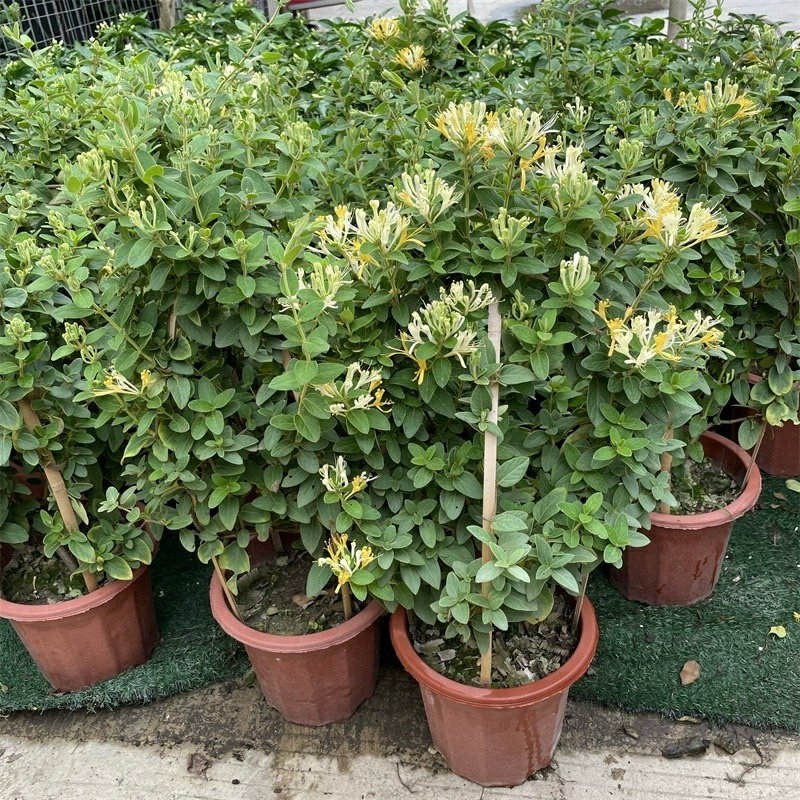 金银花树苗盆栽阳台庭院带花可观赏食用爬藤花卉老桩四季开绿植物,淘宝优惠券,粉丝福利购,淘宝优惠卷