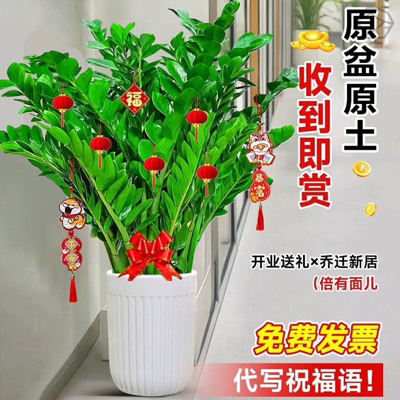 金钱树盆栽办公室内桌面盆景客厅大型招财树绿植摇钱串子好养植物,淘宝优惠券,粉丝福利购,淘宝优惠卷