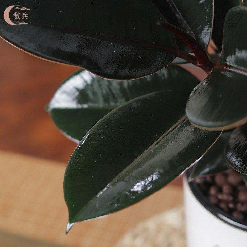 黑金刚橡皮树盆栽家庭客厅室内四季长青净化空气花卉绿色观叶植物,淘宝优惠券,粉丝福利购,淘宝优惠卷