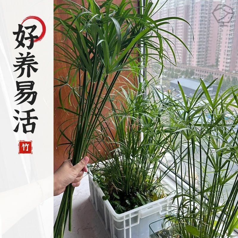 水竹风车草水生水培植物盆栽绿植龟水竹水棕竹鱼缸池塘造景旱伞草,淘宝优惠券,粉丝福利购,淘宝优惠卷
