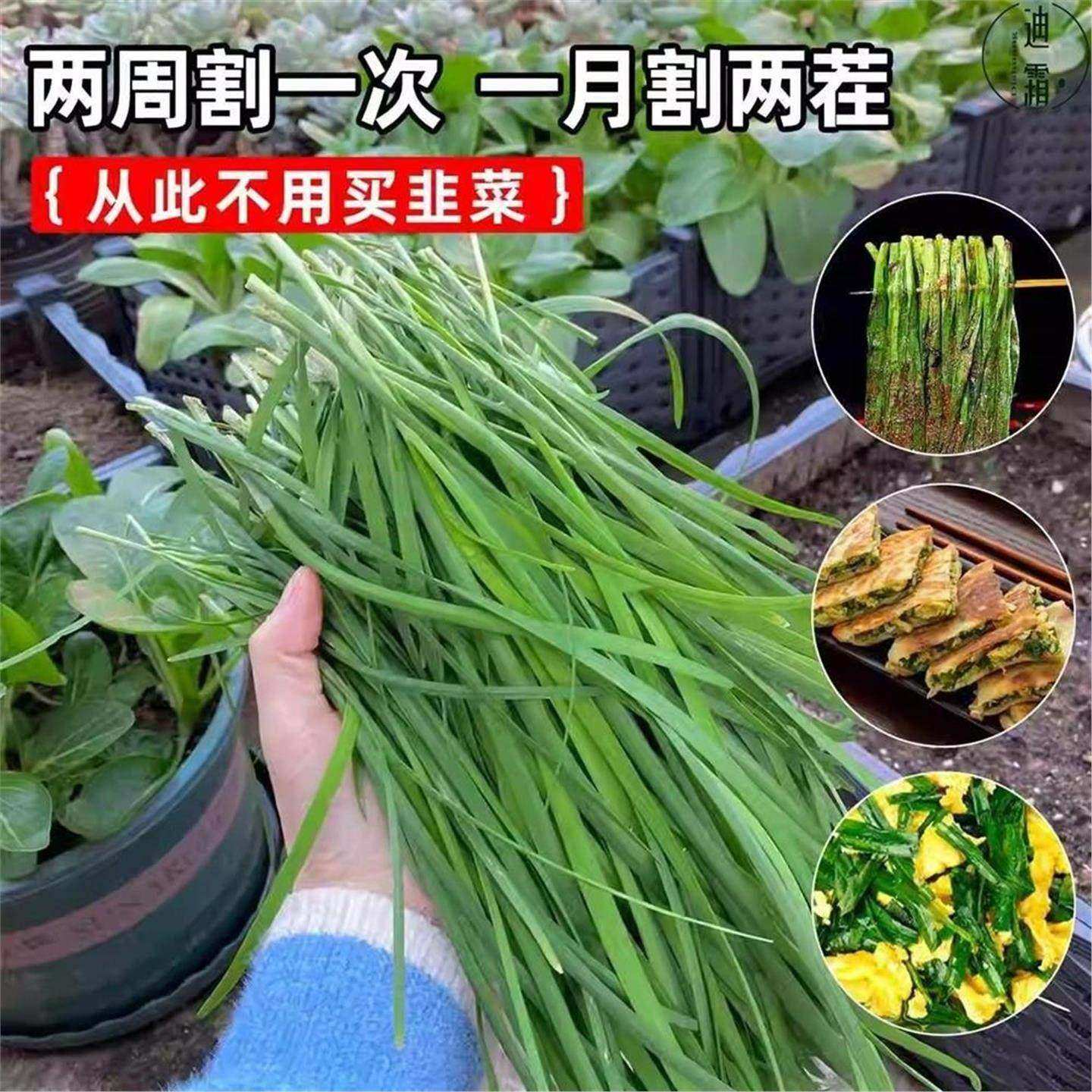 现挖韭菜根庭院阳台四季盆栽菜园紫根韭菜根易种植宽细叶香韭菜根,淘宝优惠券,粉丝福利购,淘宝优惠卷