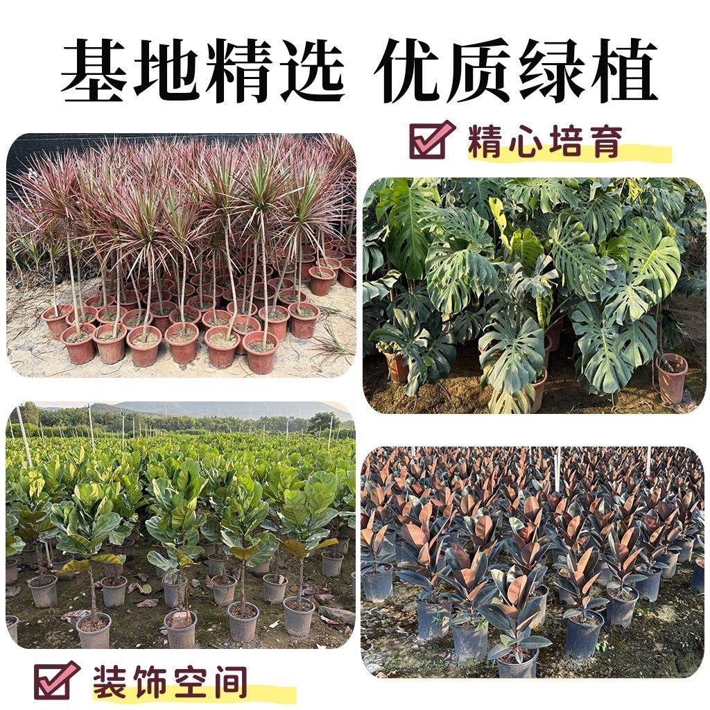 铜钱草水培植物大叶水培金钱草绿植鱼缸水草办公室桌面盆栽净化水,淘宝优惠券,粉丝福利购,淘宝优惠卷