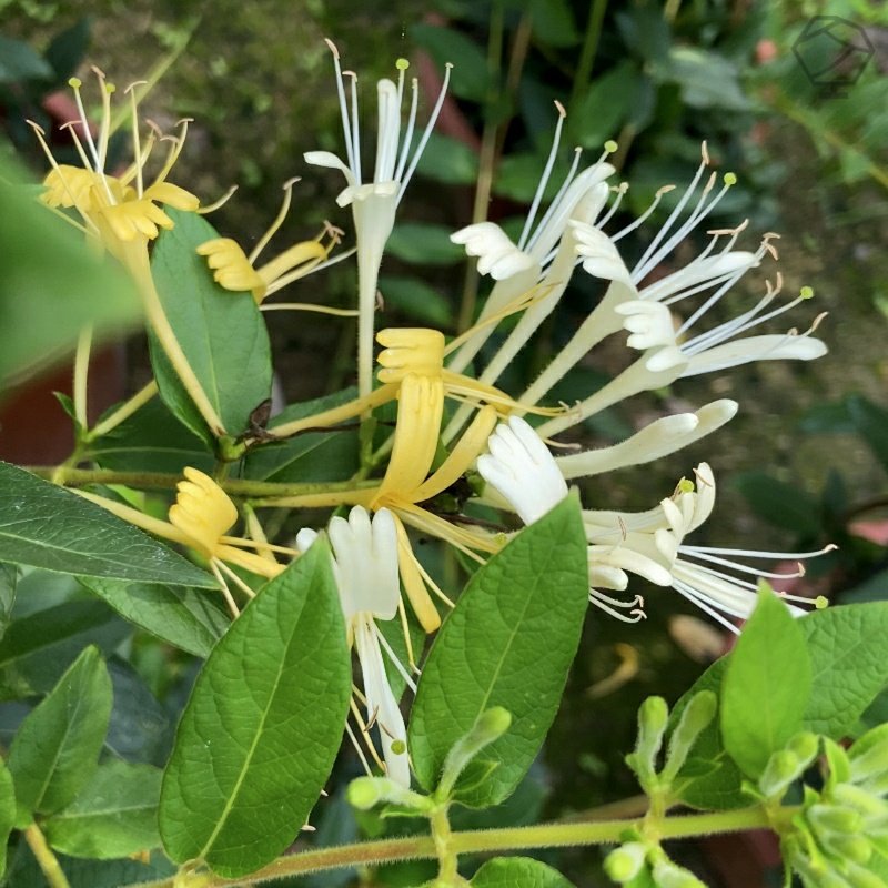金银花树苗盆栽阳台庭院带花可观赏食用爬藤花卉老桩四季开绿植物,淘宝优惠券,粉丝福利购,淘宝优惠卷