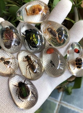 真昆虫琥珀标本儿童挖掘吊坠