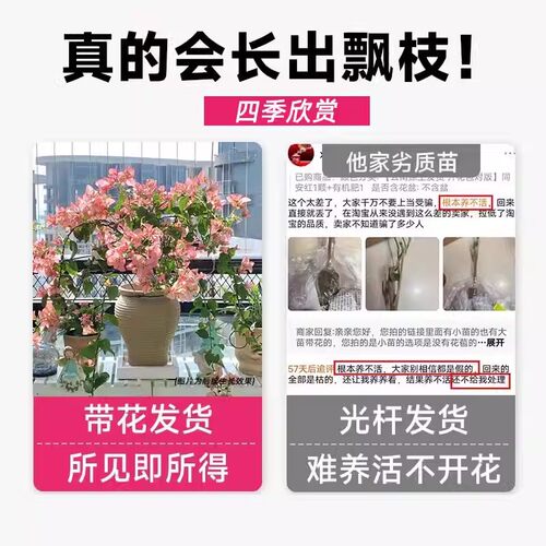 重瓣三角梅盆栽带花剑树苗室内阳台飘枝垂丝老桩四季开花爬藤花卉 - 图1