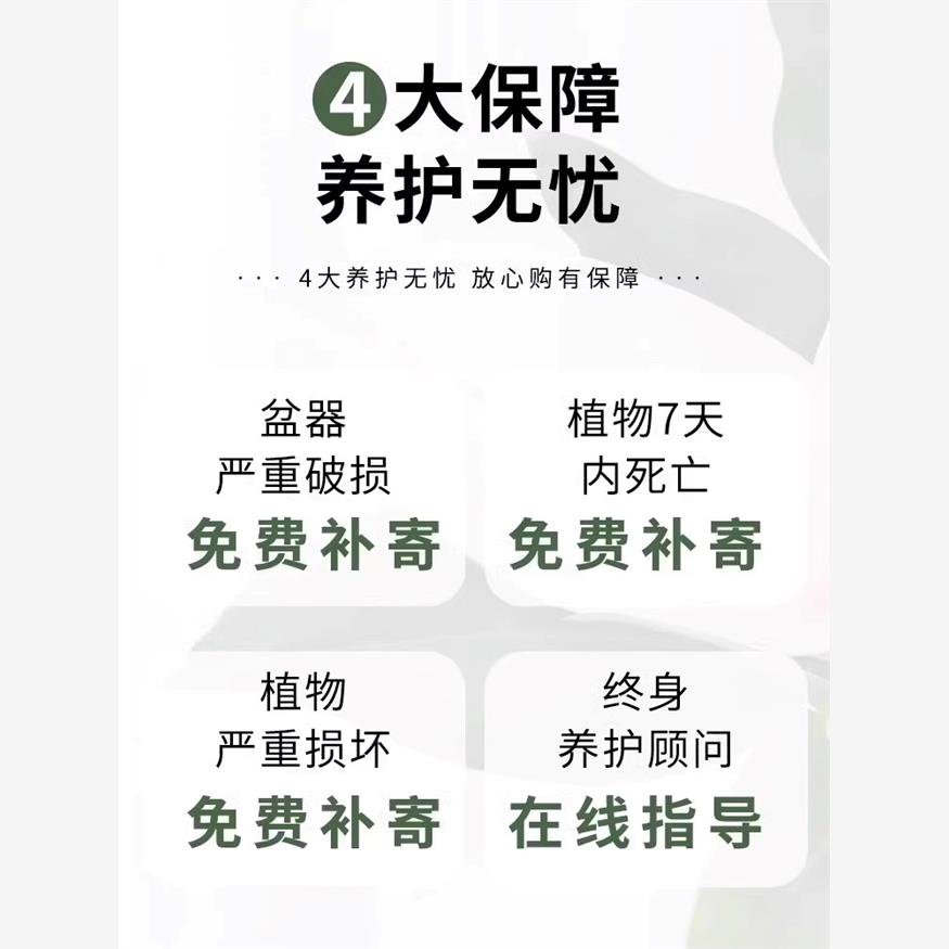 榕树盆栽室内阳台植物造型老桩绿植室外树苗人参榕小叶金钱榕盆景 - 图3