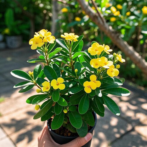 五彩虎刺梅粉色铁海棠盆栽室内水培花卉好养植物客厅耐热耐旱绿植 - 图2