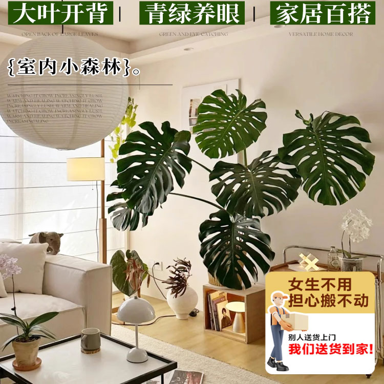 龟背竹客厅大盆栽老桩观赏网红绿植室内高级感客厅大型落地植物 - 图2