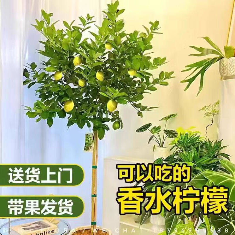 香水柠檬树盆栽带果客厅绿植大型植物室内阳台禄植四季好养除甲醛,淘宝优惠券,粉丝福利购,淘宝优惠卷