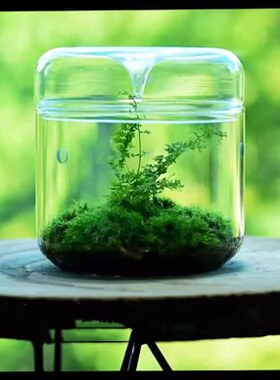 DIY微景观植物苔藓瓶高硼硅玻璃露集杯桌面生态瓶带孔带罩免打理