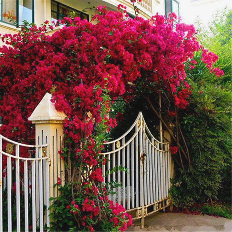 藤本月季花苗特大浓香庭院植物室内花卉盆栽玫瑰爬藤蔷薇四季开花,淘宝优惠券,粉丝福利购,淘宝优惠卷