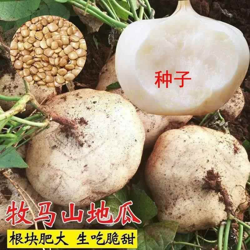 牧马山凉薯种子水果地瓜种籽特大白瓤香甜早熟沙葛土瓜春夏瓜果籽 - 图2