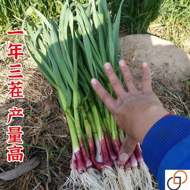 红头香蒜红头蒜一年四季三茬连续均可种植蒜苗种籽蒜种子硬叶蒜苗 - 图0