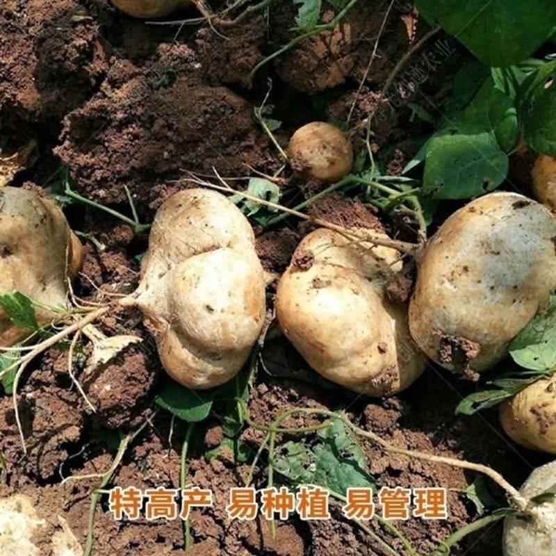 牧马山凉薯种子水果地瓜种籽特大白瓤香甜早熟沙葛土瓜春夏瓜果籽 - 图0