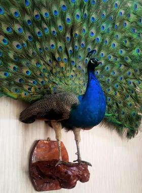 蓝白孔雀标本摆件客厅现