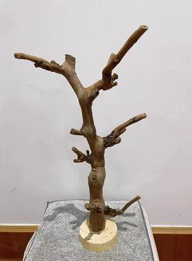 首饰原木树杈干带底托高端毛笔挂摆件酒店民宿服装店爬啃咬鹦鹉站