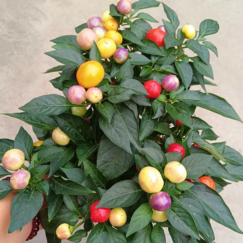 佛手椒苹果椒七彩椒辣椒盆栽成品带花带果阳台庭院花园种植可食用-图2