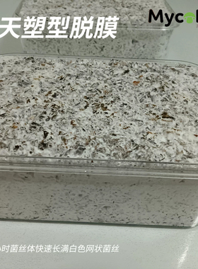 学生创意DIY菌丝体材料