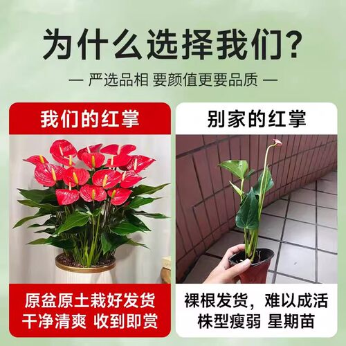 红掌盆栽鸿运当头绿萝箩花卉植物室内水培白掌绿植发财树四季好养 - 图0