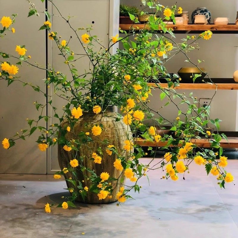 爬藤多花植物重瓣棣棠花苗盆栽阳台四季花卉绿植耐寒冬黄花迎春花,淘宝优惠券,粉丝福利购,淘宝优惠卷