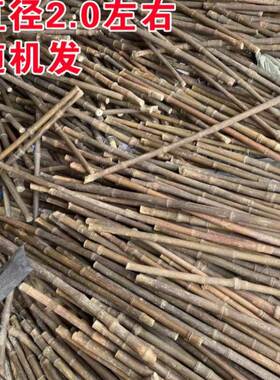 实心竹实心e玉竹长毛料手把件原材料长度40-60公分两根,